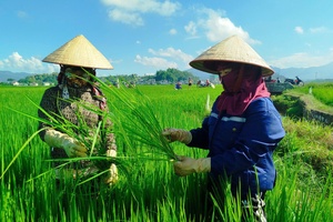Consequences of using non-standard rice varieties