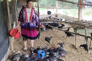 Policy credit capital makes strides in poverty reduction in Điện Biên