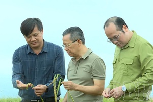 Potential for developing smart rice farming in Mường Thanh field