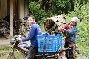 Organic farming gains ground in Điện Biên
