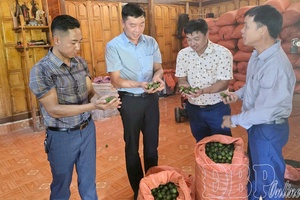 Sáng Nhè actively restructures upland crops