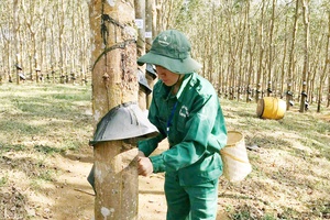 Ensuring the rights of rubber land contributors