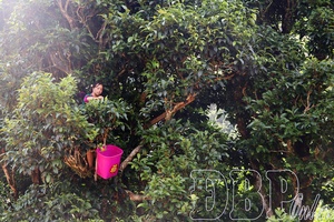 Aspiration for prosperity from ancient tea trees