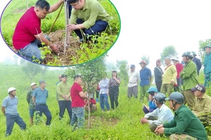 Macadamia in Điện Biên maintains its position