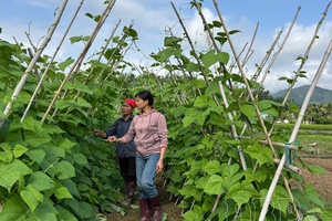 Thriving through farming: Điện Biên’s path to new rural development