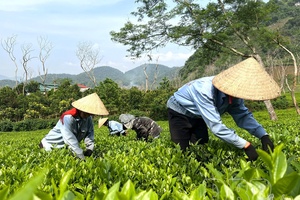 Focus on developing clean agriculture