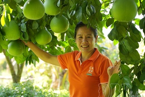 'Sweet fruits from green agriculture