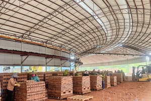 Điện Biên fosters emulation movement in production activities