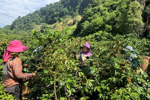 Phiêng Pi turns a new leaf