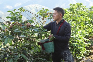 Quài Tở enters coffee harvest season