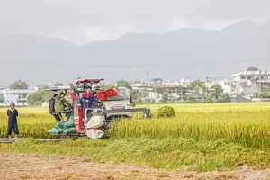 Busy harvest season on Mường Thanh rice field