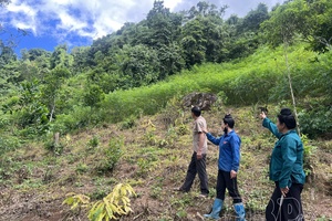 Giving up shifting cultivation to protect forest