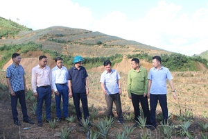 High hopes for Búng Lao’s pineapple project