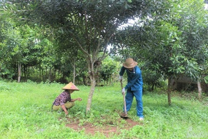 'Turning sloping land into macadamia farms