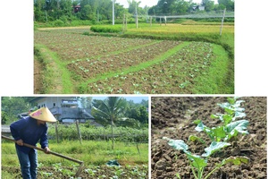 Điện Biên farmers: Not letting land rest