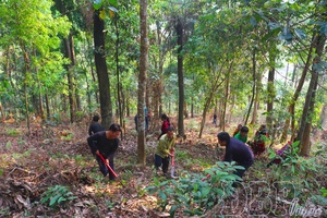 'Forest environmental policy in Sáng Nhè commune