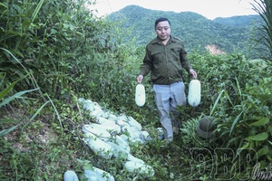 Tìa Dình enters winter melon harvest season