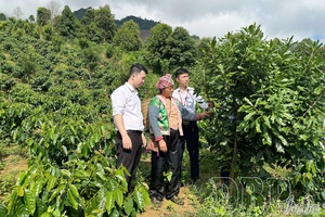 New life blooms in highland villages of Điện Biên