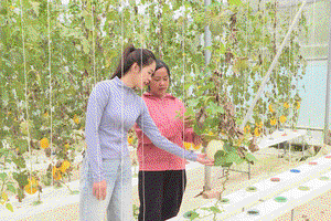 Spreading green agriculture model in Điện Biên