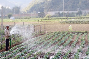 Promoting winter vegetable production