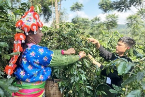 'Điện Biên links agriculture with tourism