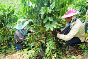 'Affirming position of Điện Biên agriculture
