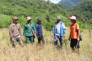 Greening barren land and hills, improving ecological environment