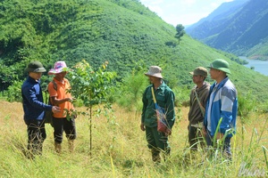 A new growth strategy: Forests replace upland farming in Na Sang