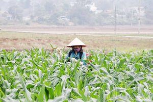 Making winter crop a main production season