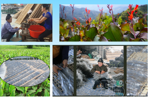 Điện Biên further improves efficiency of collective economy