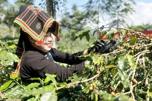 'Clean agriculture in Điện Biên