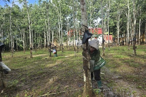 Transforming lives with “white gold”