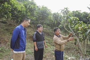 Pú Nhung develops fruit trees