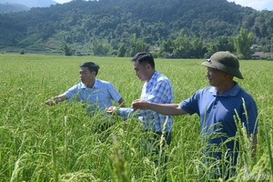 Điện Biên makes efforts in conserving and restoring indigenous plant varieties