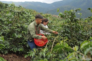 'Bustling coffee harvest season in Quài Tở