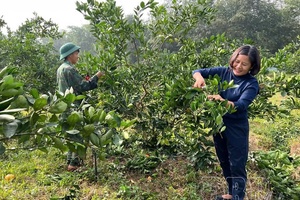 Điện Biên multiplies planting area codes