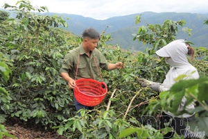 'Quài Tở restructures agriculture