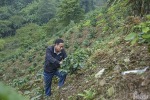Transforming crop structure in highland villages