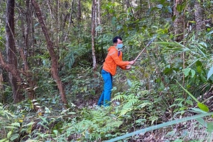 Resolving difficulties, accelerating payments for forest environmental services