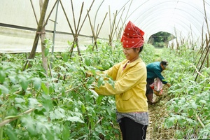 Efficiency of crop conversion