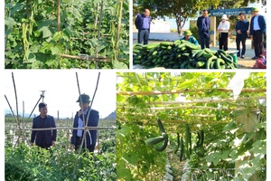 Turning local strengths into growth through crop restructuring