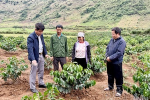 “Sowing” resolutions in reality in Pú Nhung