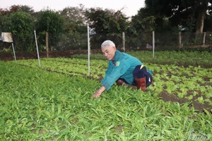 Winter vegetables: Ensuring supply for 2026 Tết holiday