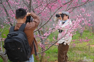 Mường Phăng flower island - An attractive spring destination