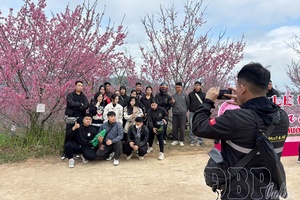 Mường Phăng cherry blossom island crowded with visitors