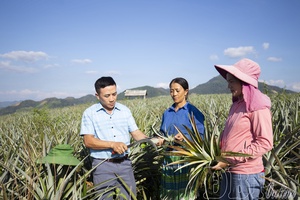 Điện Biên builds concentrated raw material areas