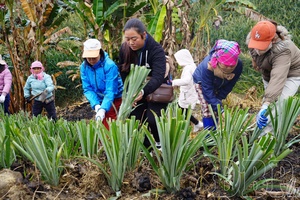 How Điện Biên needy people escape poverty