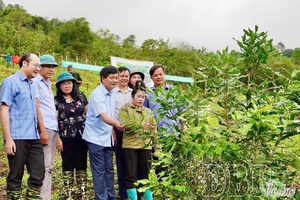 Crop restructuring drives sustainable agriculture in Điện Biên