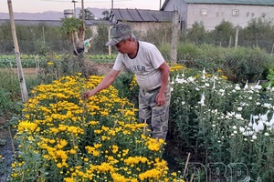 Bustling Tết flower and ornamental plant season