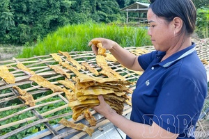 Sustainable exploitation of non-timber forest products